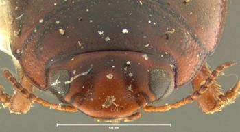 Media type: image;   Entomology 23917 Aspect: head frontal view